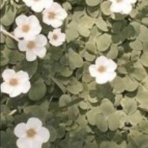 Meet your Posher, Brooklyn